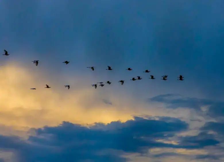 Marquen las ventanas, apaguen luces y disfruten del espectáculo de las aves migratorias en Antioquia