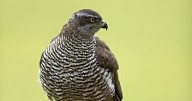 Bird of prey poisoned in Aberdeenshire suffered 'harrowing death' as police launch probe