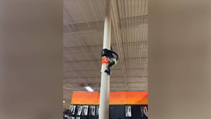 Bananas video! Monkey gets loose inside Plano Halloween store