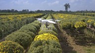 Es uno de los alimentos españoles más sanos, pero los informes dicen que contiene 10 plaguicidas