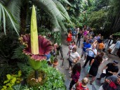 Robaron la flor más apestosa del mundo, que cuesta una fortuna