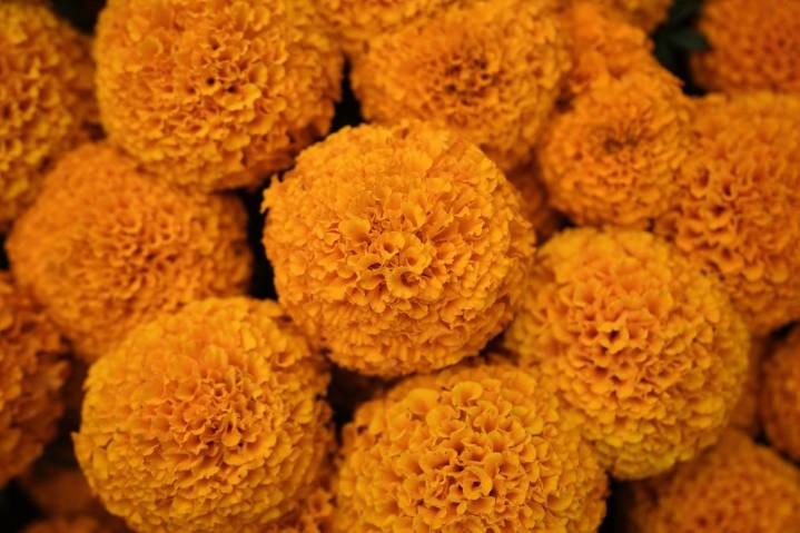 This orange flower cloaks Mexico during Day of the Dead. Climate change is putting it at risk