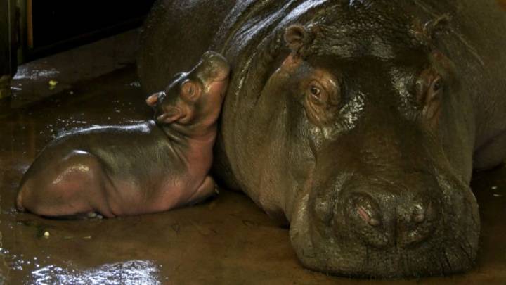 El nacimiento poco común de un hipopótamo alegra al Zoológico de Berlín