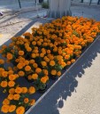 Llega la flor de cempasúchil a Reynosa para vestir los altares del Día de Muertos