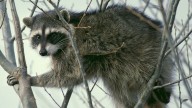 Planes, helicopters dropping bait packets with rabies vaccine for raccoons across Alabama