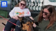 Kelpies for Kids fundraiser at Perth Royal Show raises nearly $50k for sick children