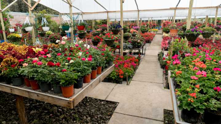 It's Official - This Is The 2026 Plant Of The Year
