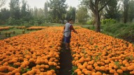 This orange flower cloaks Mexico during Day of the Dead. Climate change is putting it at risk