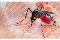 SALUD! Corrientes presentará el Plan de Prevención y Control de Dengue 2025