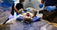 Tiger, leopard and cheetah undergoing medical scans