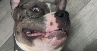 Owner of XL Bully Ghost shot dead by police GUILTY after dog's rampage