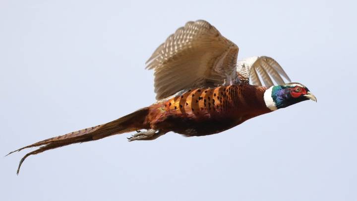 Thousands of pheasants to be released in Ohio for hunting season