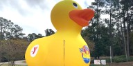 How to participate in this weekend’s Augusta Duck Dash