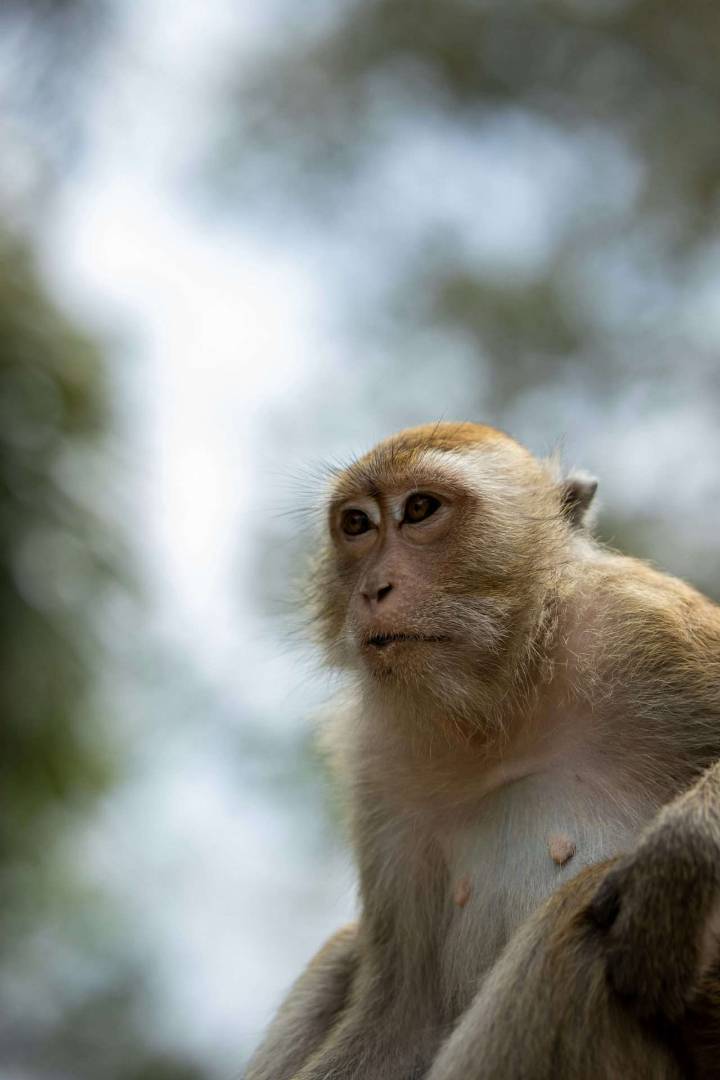 Several monkeys on the loose in Mississippi after truck headed to testing facility overturns