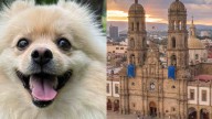 Perros, Gatos y Otras Mascotas Serán Bendecidos en la Basílica de Zapopan; ¿Cuándo Será?
