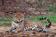 Instan a establecer nuevas áreas protegidas para conservar el jaguar en Venezuela