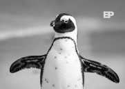 Pingüino de Humboldt pasa a “en peligro” en Chile y alerta a especialistas