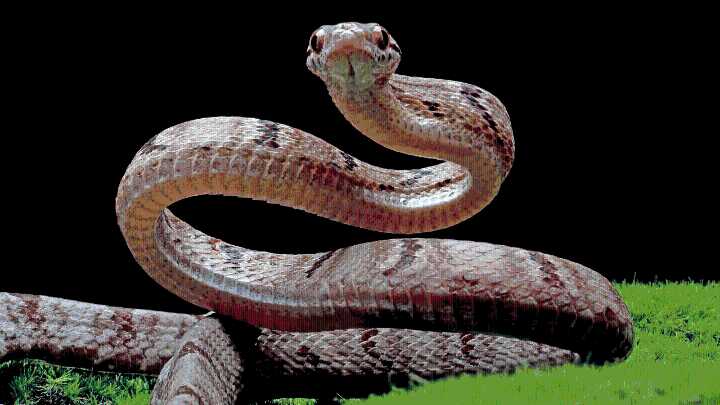 UP man claims wife ‘turns into a snake at night and bites him’, seeks protection from DM