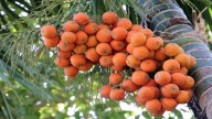Minister calls for scientific study to tackle arecanut and rice crop diseases in Meghalaya