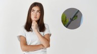 Qué hacer si a tu planta de jazmín se le caen las hojas