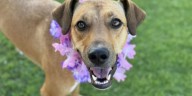 ‘The heartbreaking point’: Pet shelter urges adoptions as it prepares to euthanize dogs