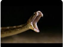 Científicos capturan por primera vez en video ultrarrápido los ataques de serpientes venenosas