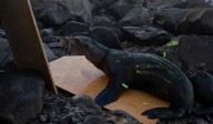 Profepa rescata a dos lobos marinos juveniles en Isla Consag, Baja California