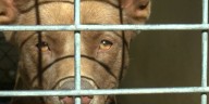 Screven County animal rescues push for more help with overcrowding