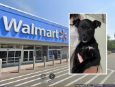 10-Week-Old Puppy Found Alone In Nor’easter Near Branford Walmart: Shelter