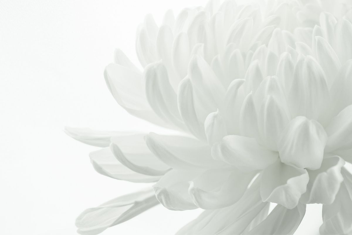 Mrs. Midori Yoshimura