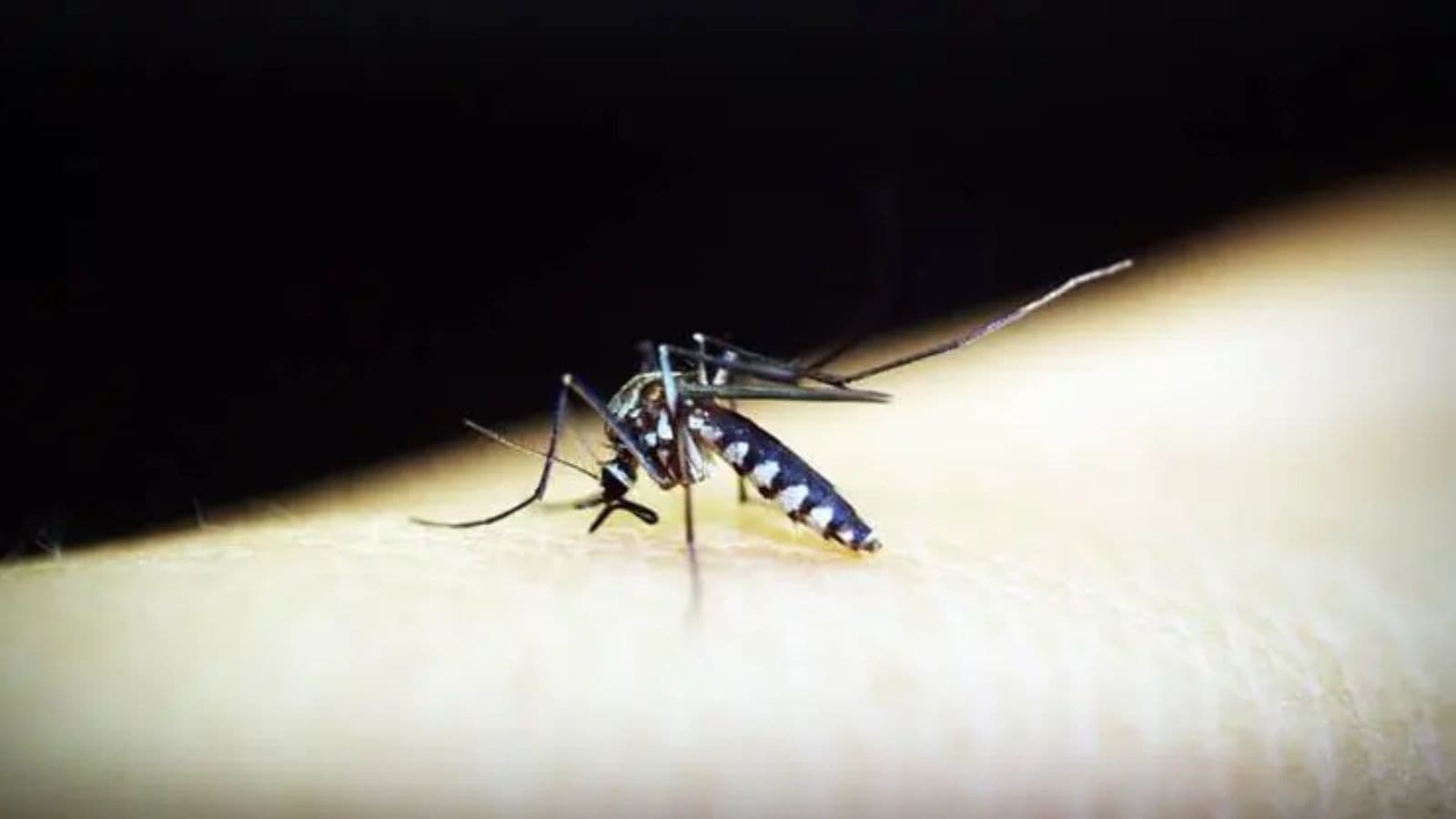 Tricity records 160 dengue cases from Jan to Oct, 95% decline from 3,173 in same period last year