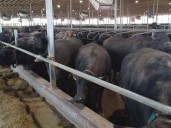 Water buffalo, Holstein herds share a barn and milking parlour