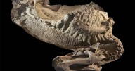 Rare dinosaur mummies help scientists recreate their prehistoric lives