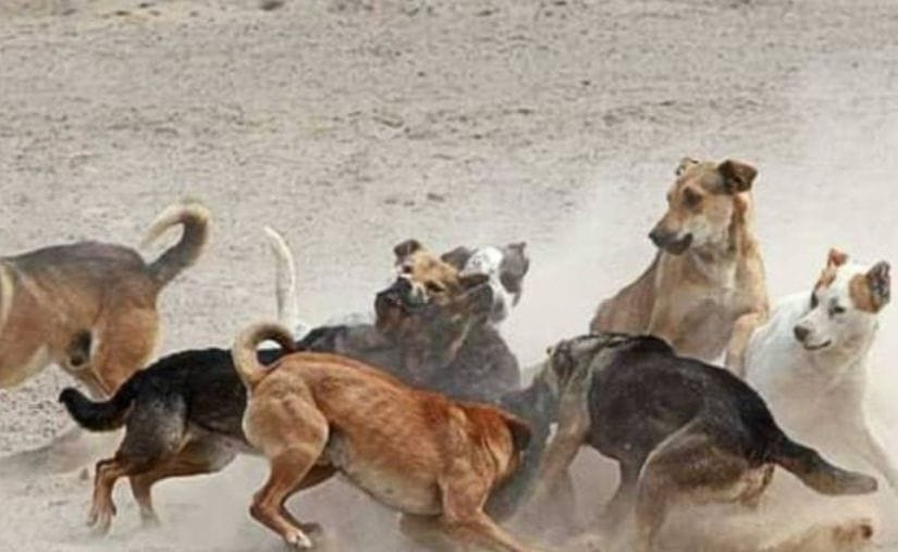 Perros salvajes atacan a abuelita y sus nietos dentro de un plantel; la señora no sobrevivió