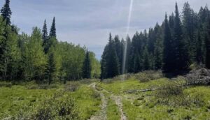 BLM to sell 3 million board feet of timber near Malad City