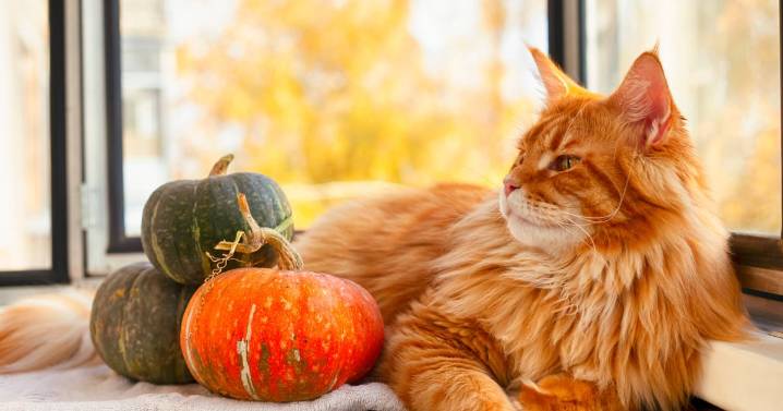 ‘I brought a pumpkin home for Halloween but my cats reaction left me amazed’