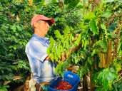 El café que se cultiva y consume en Colombia será insignia nacional