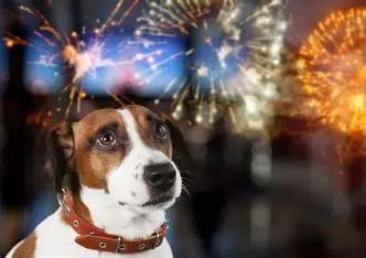 Por esta razón la pirotecnia afecta a los perros y gatos
