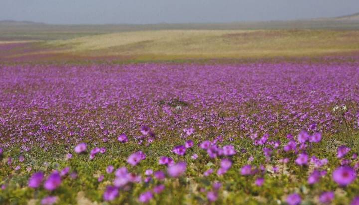 Desierto Florido: cómo cuidar y respetar los senderos