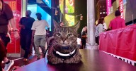 100 miles into road trip, family realizes their cat is on top of their van