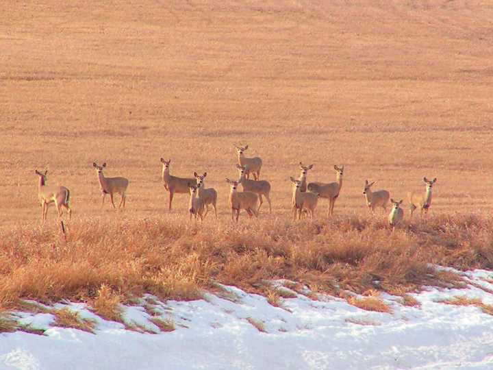 Officials remind drivers to watch for deer during peak collision season