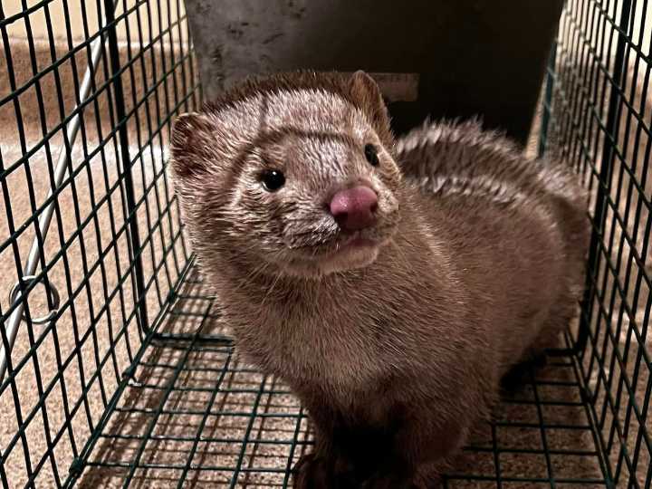 Pa. mink-release case defendant claims to be victim of politically motivated prosecution