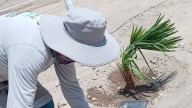 Quilca impulsa áreas verdes y arborización