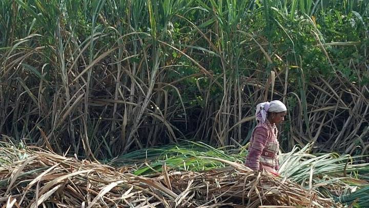Chhath Puja 2025: The Sacred Role Of Sugarcane In Honouring Surya Dev And Chhathi Maiya