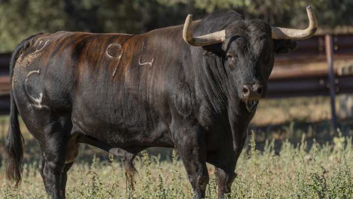 Un ganadero resulta herido tras ser embestido por un toro en Alsasua