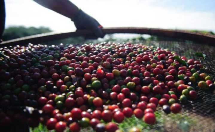 Colombia podría consolidarse como el principal proveedor de café de EE. UU.