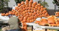 Operation Pumpkin festival returns to Hamilton