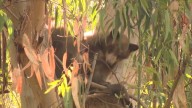 Bear sightings draw crowd in Encino