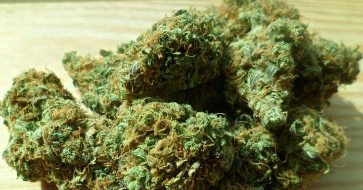 ¡Insólito! La policía de Maryland busca voluntarios para fumar marihuana frente a policías
