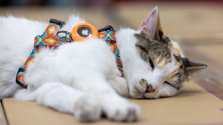 Purrfect ending: Missing Virginia store cat found after hitching a ride to another state